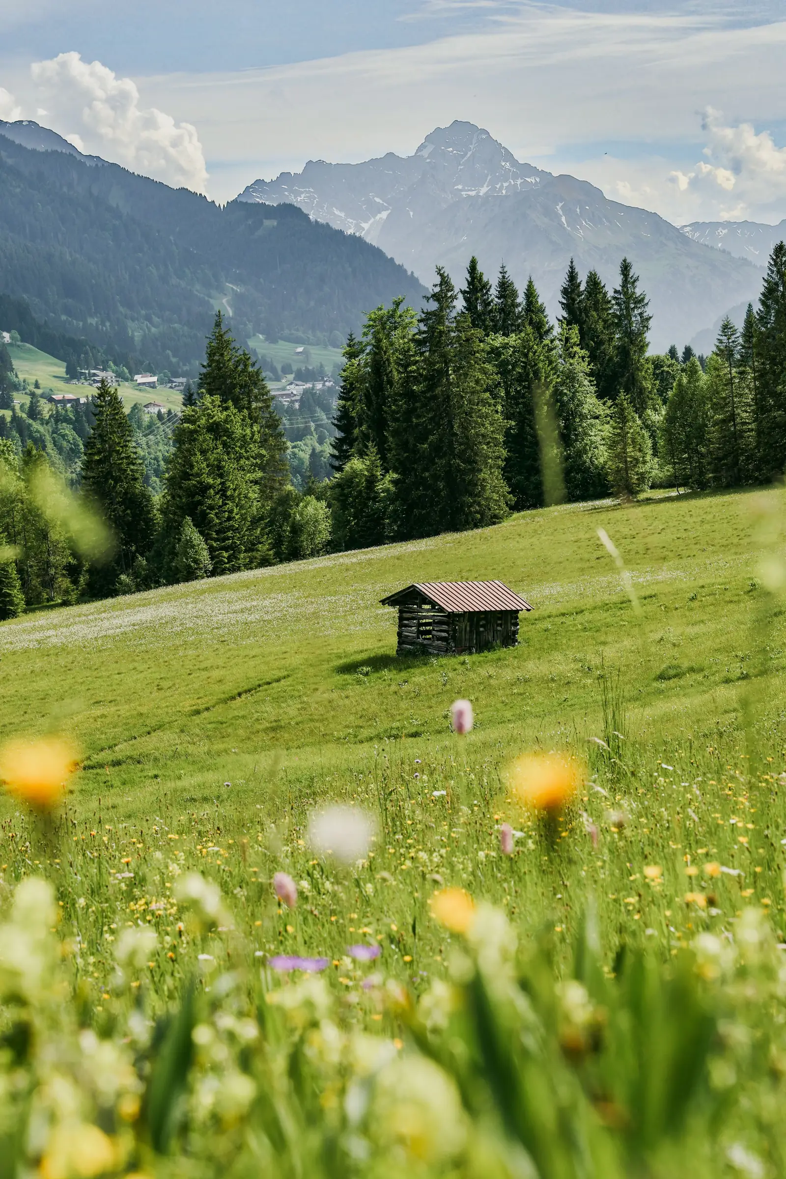 Blumenwiese mit Almhütte vor den Allgäuer Bergen